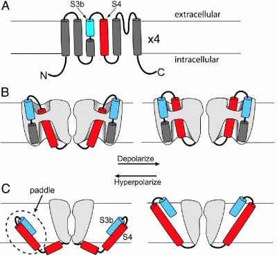 Two models of membrane insertion.